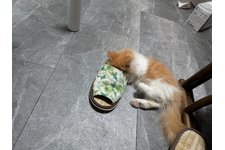 写真5550_4