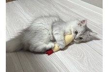 写真5553_1