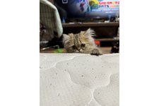 写真5655_1