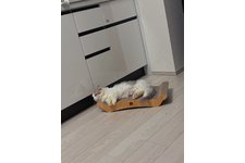 写真5668_1