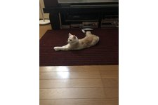 写真5676_4