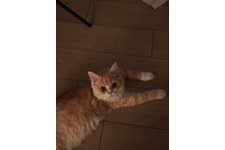 写真5872_2