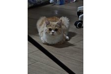 写真5872_4