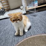 写真5920_3