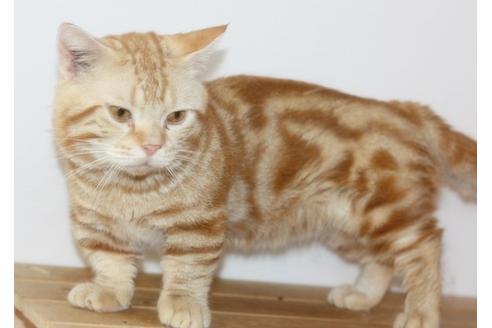 鹿児島県のブリーダーを探す 子猫ブリーダーナビ 鹿児島県のブリーダーを探す 子猫ブリーダーナビ