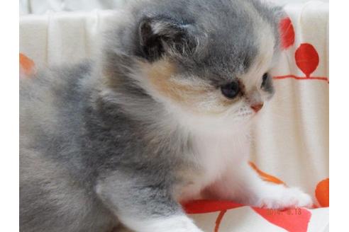 渡邉徳昭ブリーダーの詳細の1枚目