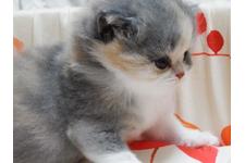 渡邉徳昭ブリーダー