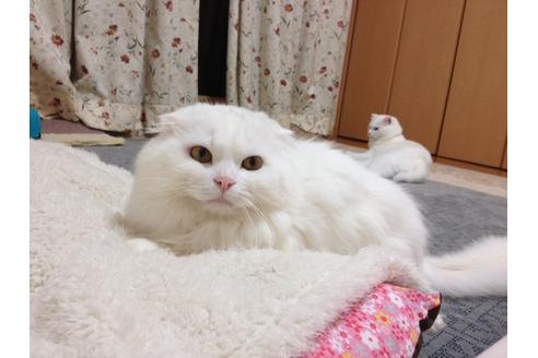 販売中のスコティッシュフォールドの親猫