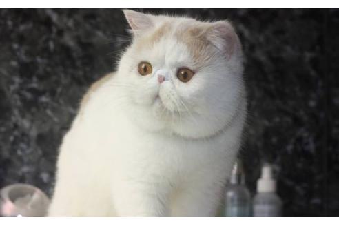販売中のエキゾチックショートヘアの親猫