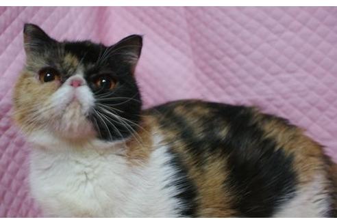 販売中のエキゾチックショートヘアの親猫