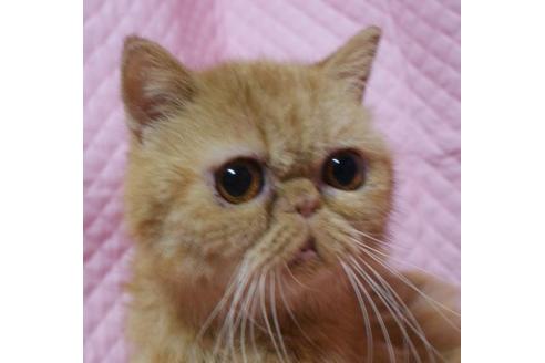 販売中のエキゾチックショートヘアの親猫