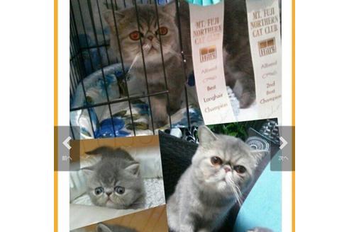 佐伯順子ブリーダーの詳細の1枚目