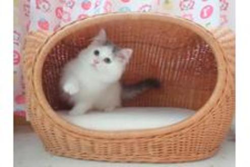 販売中のマンチカンの親猫