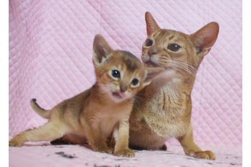 販売中のアビシニアンの親猫