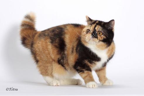 販売中のエキゾチックショートヘアの親猫