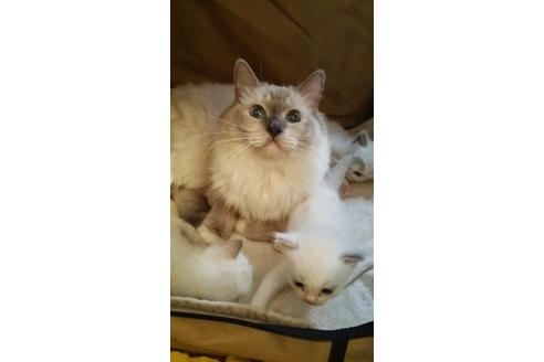 販売中のラグドールの親猫
