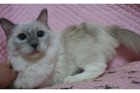 販売中のラグドールの親猫