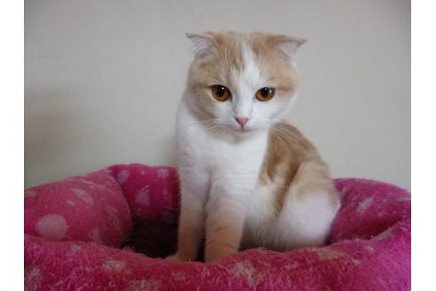 販売中のスコティッシュフォールドの親猫