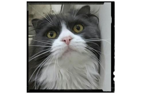 販売中のスコティッシュフォールドの親猫