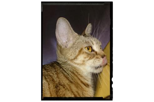 販売中のスコティッシュフォールドの親猫
