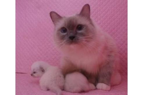 販売中のラグドールの親猫
