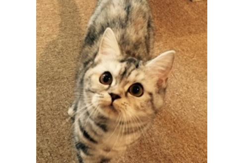 販売中のマンチカンの親猫