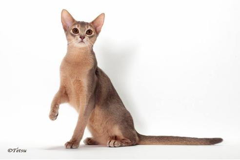 販売中のアビシニアンの親猫