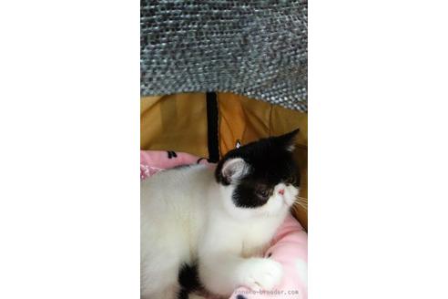 販売中のエキゾチックショートヘアの親猫