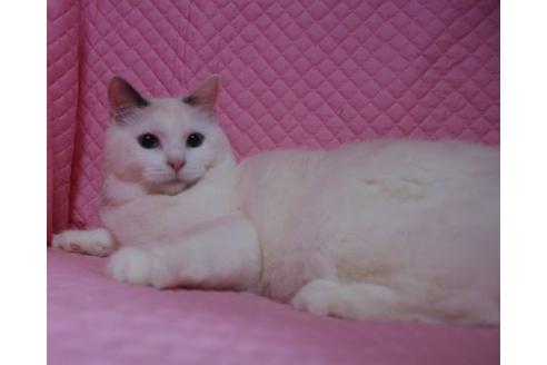 販売中のラグドールの親猫