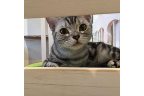 販売中のアメリカンショートヘアの親猫