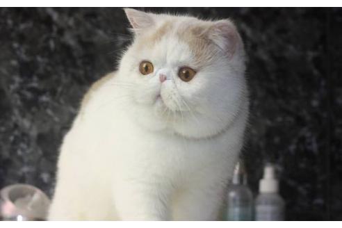 販売中のエキゾチックショートヘアの親猫