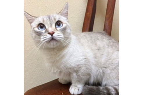 販売中のマンチカンの親猫