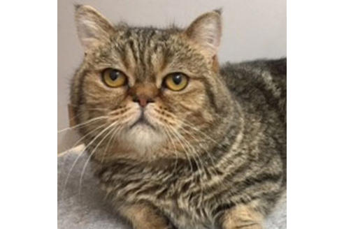 販売中のマンチカンの親猫