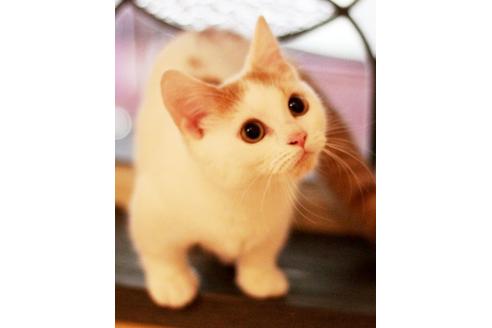 販売中のマンチカンの親猫