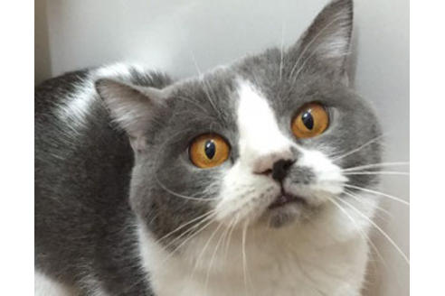 販売中のスコティッシュフォールドの親猫