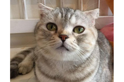 販売中のスコティッシュフォールドの親猫