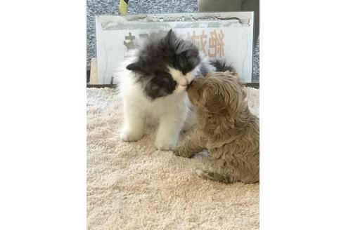 松波留理子ブリーダーの詳細