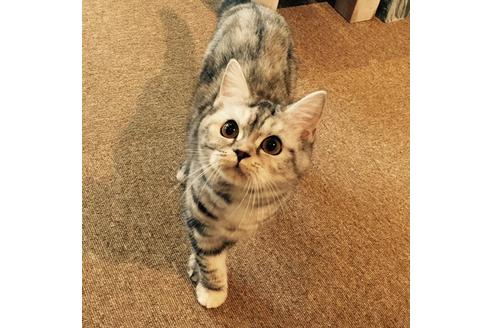 販売中のマンチカンの親猫