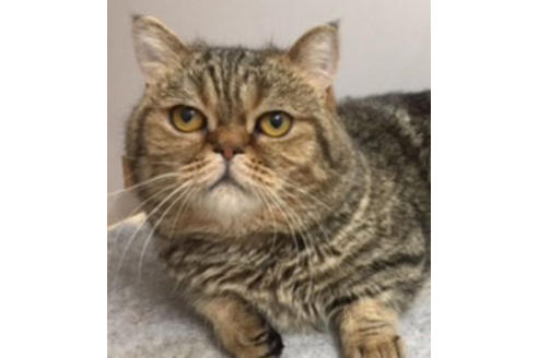 販売中のマンチカンの親猫