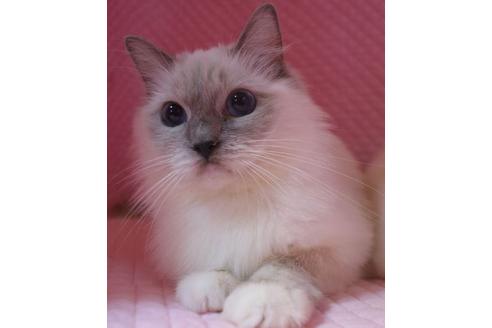 販売中のラグドールの親猫