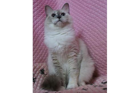 販売中のラグドールの親猫