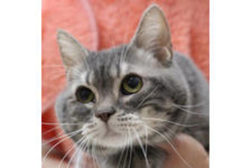 販売中のスコティッシュフォールドの親猫