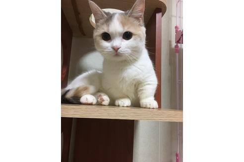 柳由香ブリーダーの詳細