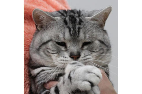 販売中のスコティッシュフォールドの親猫