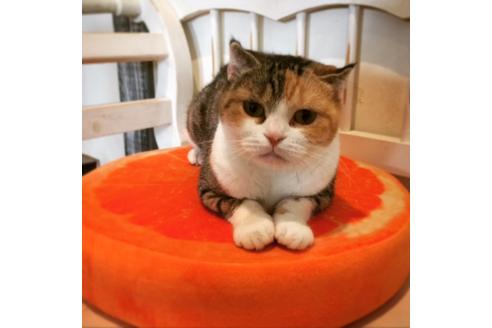 販売中のスコティッシュフォールドの親猫