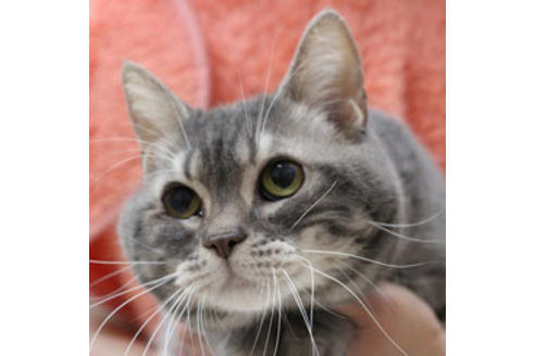 販売中のアメリカンショートヘアの親猫