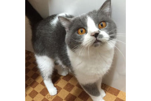 販売中のブリティッシュショートヘアの親猫