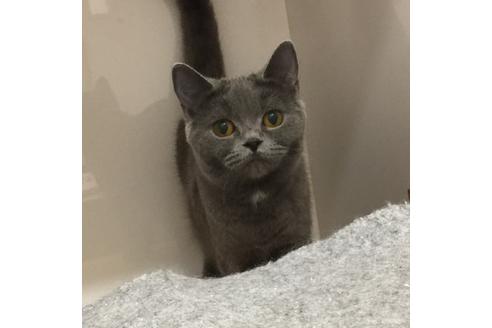 販売中のブリティッシュショートヘアの親猫