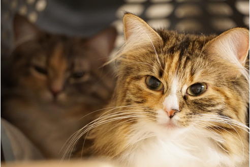 販売中のノルウェージャンフォレストキャットの親猫