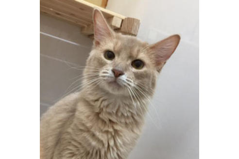 販売中のソマリの親猫